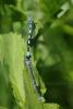 Coenagrion mercuriale